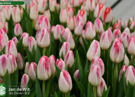 Tulipa Sinfonie ® (3)